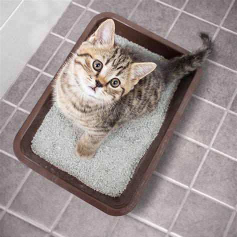 How Magic Cat Litter Boxes Can Improve Your Cat's Health